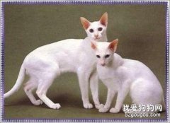 東方短毛貓如何防治貓弓形蟲病?