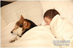 狗狗和人一起睡覺需要注意什么問題？