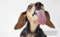 狗狗為什么喜歡到處舔？