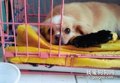 狗狗在什么情況下會難產，該怎么辦？