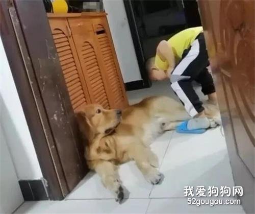 聽說家里大金毛放屁后，小主人竟然...