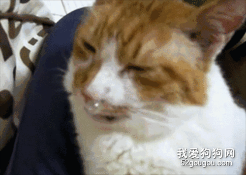 網友家的貓睡著睡著，吹起了一個鼻涕泡…