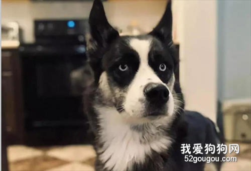 哈士奇和邊牧生的串串顏值好高，那么智商隨誰呢？