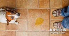 好想你！汪汪驚喜撲進患癌主人懷里，邊笑邊流淚…