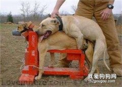 狗狗配種的4個正確方法