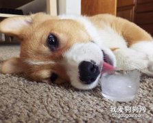 狗狗怕熱能給它吃冰塊嗎？