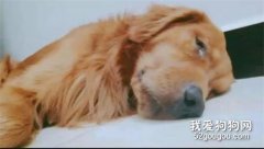 令人震驚！狗狗被虐讓人心疼，被救治后重獲新生