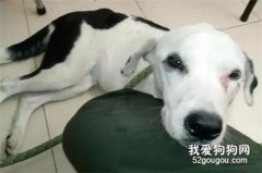 它為等主人在機場呆了一個月，最后抑郁而死…