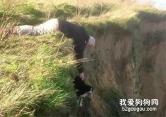 邊牧被主人遺棄懸崖邊，過程很驚險，結局很溫暖