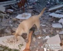 小女孩經常喂食流浪狗，忠心狗狗為報恩，做出這行為令人感動