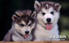 哈士奇怎么養 西伯利亞雪橇犬飼養方法