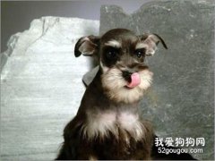 雪納瑞怎么美容 雪納瑞美容方法
