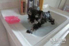 雪納瑞怎么洗澡 雪納瑞洗澡方法及注意事項