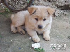 中華田園犬怎么喂養 中華田園犬喂養注意事項