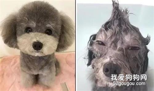 鏟屎官第一次給家里泰迪洗澡，然后就被嚇跑了...