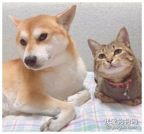 狗狗陪小奶貓長大，長大后小可愛成了小冤家