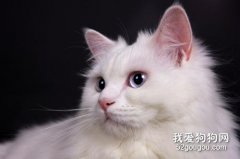 土耳其安哥拉貓好養嗎？