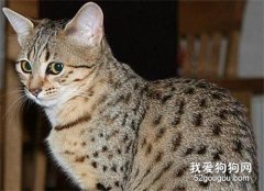 埃及貓性格好不好 埃及貓性格介紹