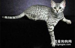 埃及貓掉毛怎么辦 埃及貓毛發護理方法