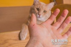 被貓抓傷怎么治療 貓咪抓傷治療方法
