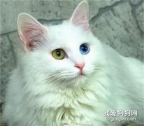 貓咪吃什么驅蟲藥 貓咪驅蟲方法
