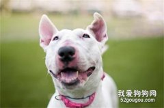 牛頭梗飲食注意事項介紹