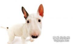 斗牛梗怎么洗澡 牛頭梗洗澡步驟介紹
