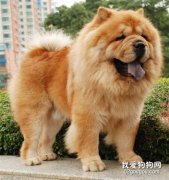 松獅犬怎么美容 松獅犬美容方法詳解