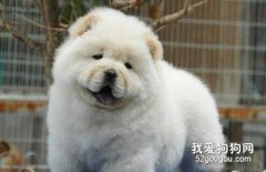 松獅犬夏天飼養注意事項