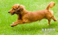 臘腸犬怎么驅蟲 臘腸犬驅蟲方法