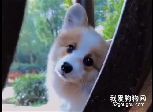被狗狗溫柔的眼神鎖定幾秒鐘之后，再高冷的人也要淪陷了！