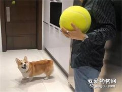 主人買了一個球回家，柯基看到瞬間高興壞了，因為這個球很不簡單！
