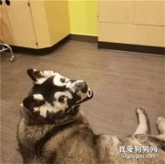秋田犬臉上長出“畫面具”，這是一種能奪走它生命的病！