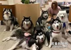 給7只雪橇犬和小寶寶拍照，場面一片混亂不忍直視！