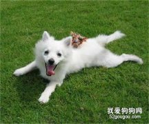 狗狗吃了狗糧后眼屎多是什么原因?