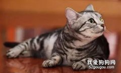 什么貓糧適合美國短尾貓?