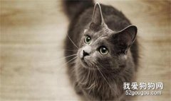 科拉特貓怎么養 科拉特貓飼養方法