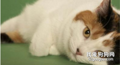 威爾斯貓吃什么 威爾斯貓喂食要點