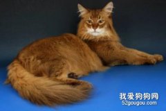 索馬里貓好養嗎 飼養索馬里貓注意事項