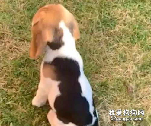 網友領養了一只比格犬，一個月才后發現，它身上還有一只狗！
