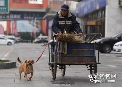 清潔工爺爺好心收養流浪狗，忠心狗狗為報恩，每天幫主人撿垃圾！