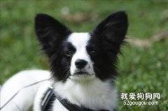 怎么訓練狗狗安靜休息？