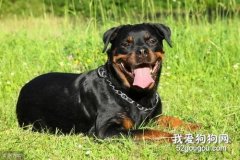 購買羅威納犬的六大要素