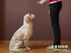 如何訓練狗狗惟主是從、只認主人？