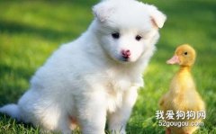喂養薩摩耶要準備哪些東西？