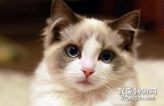 為什么布偶貓喜歡給自己舔毛?