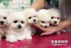 剛出生的小狗狗要怎么保暖?