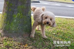 為什么在遛狗的時候狗狗喜歡一直尿個不停？