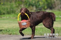 如何對狗狗進行接物訓練？