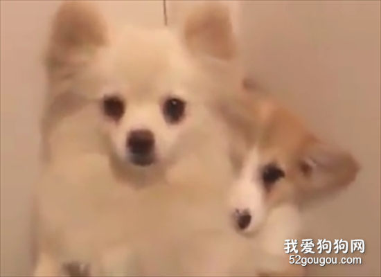 柯基被主人罰站，博美做出了這樣的舉動！真是感動啊！